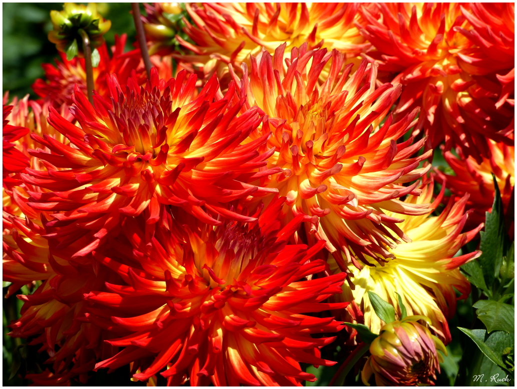 Im Dahlien Garten 01 Foto & Bild pflanzen, pilze & flechten, blüten