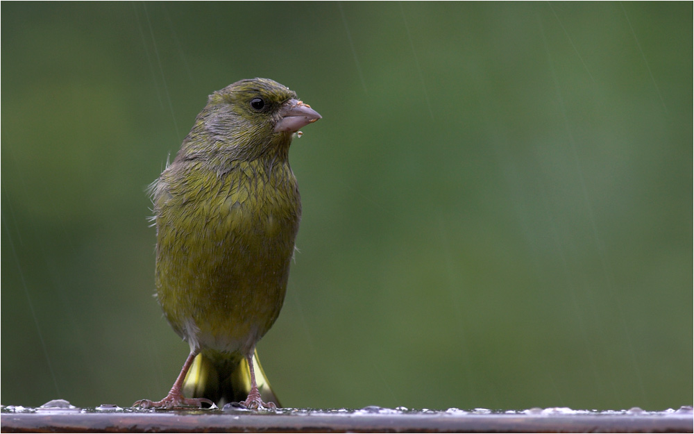 I'm dancing in the rain