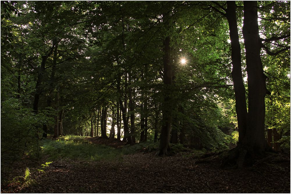 Im Darßer Urwald