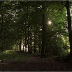 Im Darßer Urwald