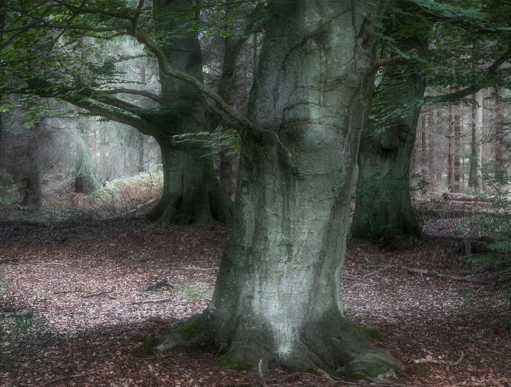 Im Darßer Urwald