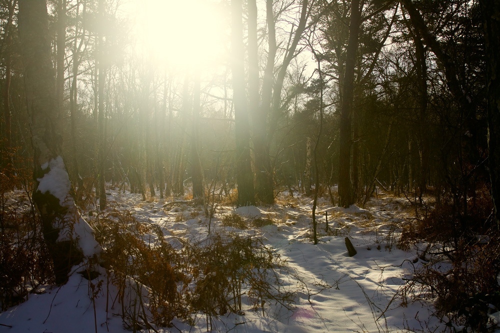 Im Darßer Urwald