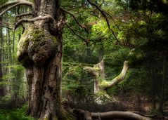 im Darßer Urwald