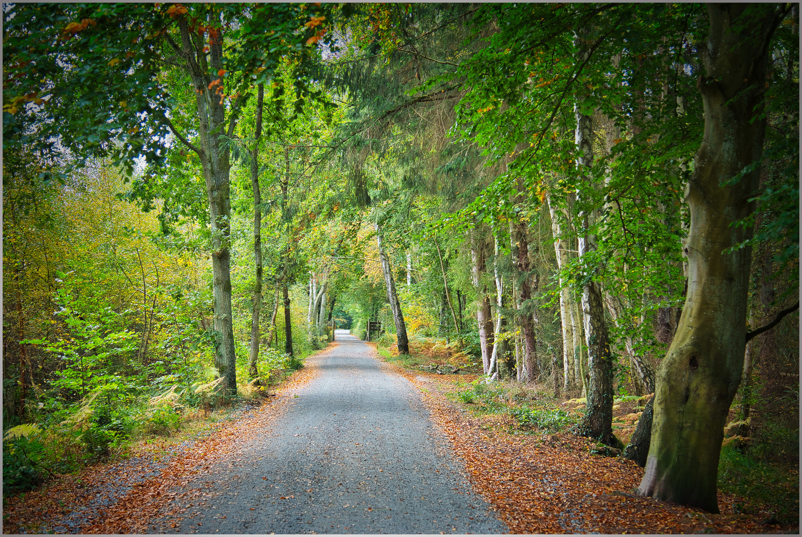 im Darßer Wald