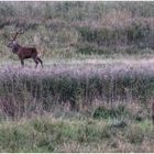 Im Darßer Wald