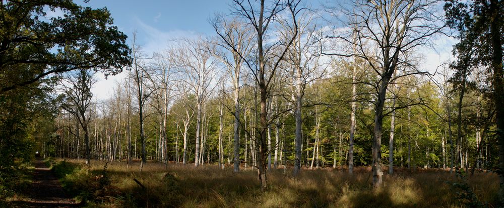 Im Darßer Wald