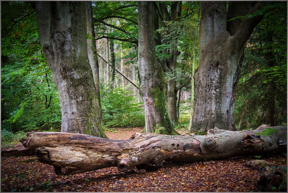 im Darßer Wald