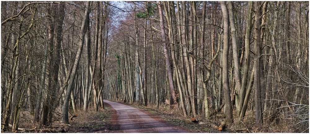 im Darßer Wald