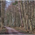 im Darßer Wald