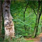 im Darßer Wald zum Weststrand unterwegs
