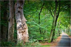 im Darßer Wald zum Weststrand unterwegs