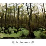 Im Darßwald (2)