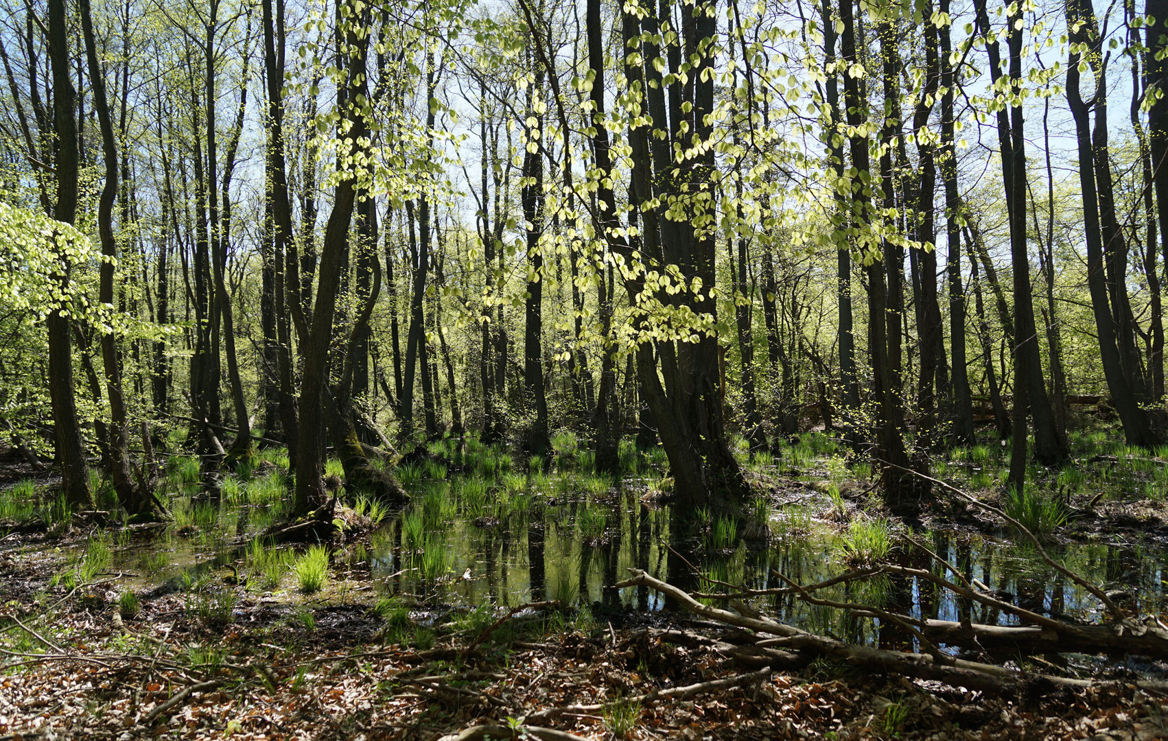 Im Darßwald