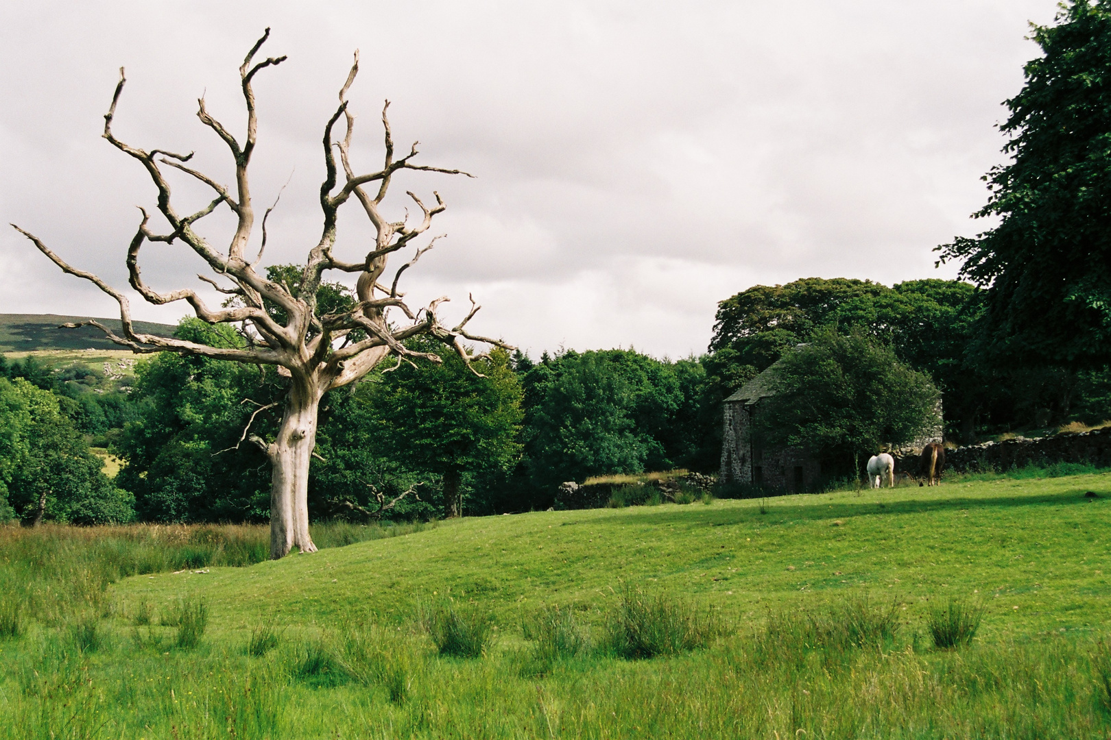 Im Dartmoor ... (2)  |  2007