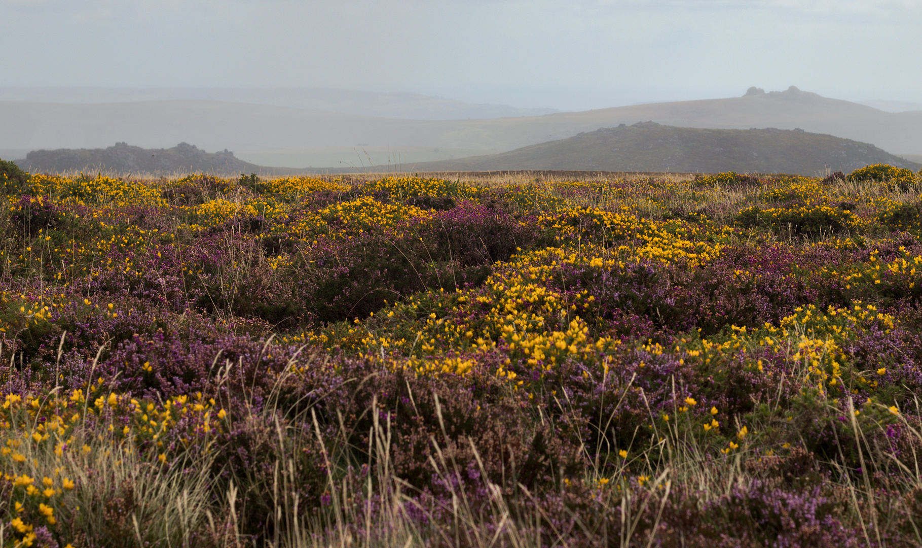 im dartmoor