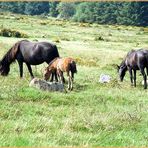 Im Dartmoor (Südwestengland)