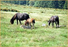 Im Dartmoor (Südwestengland)