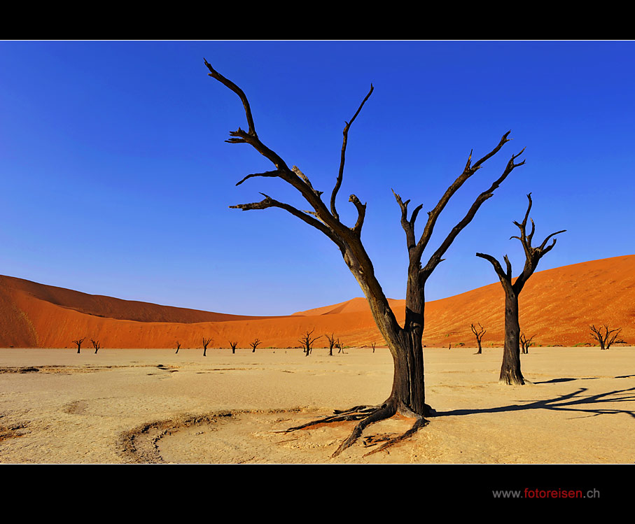 Im Dead Vlei II