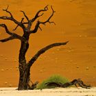 Im Dead Vlei (Namib) 3