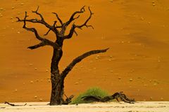 Im Dead Vlei (Namib) 3