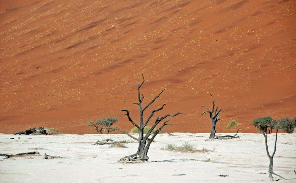 Im Deadvlei