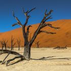 Im Deadvlei