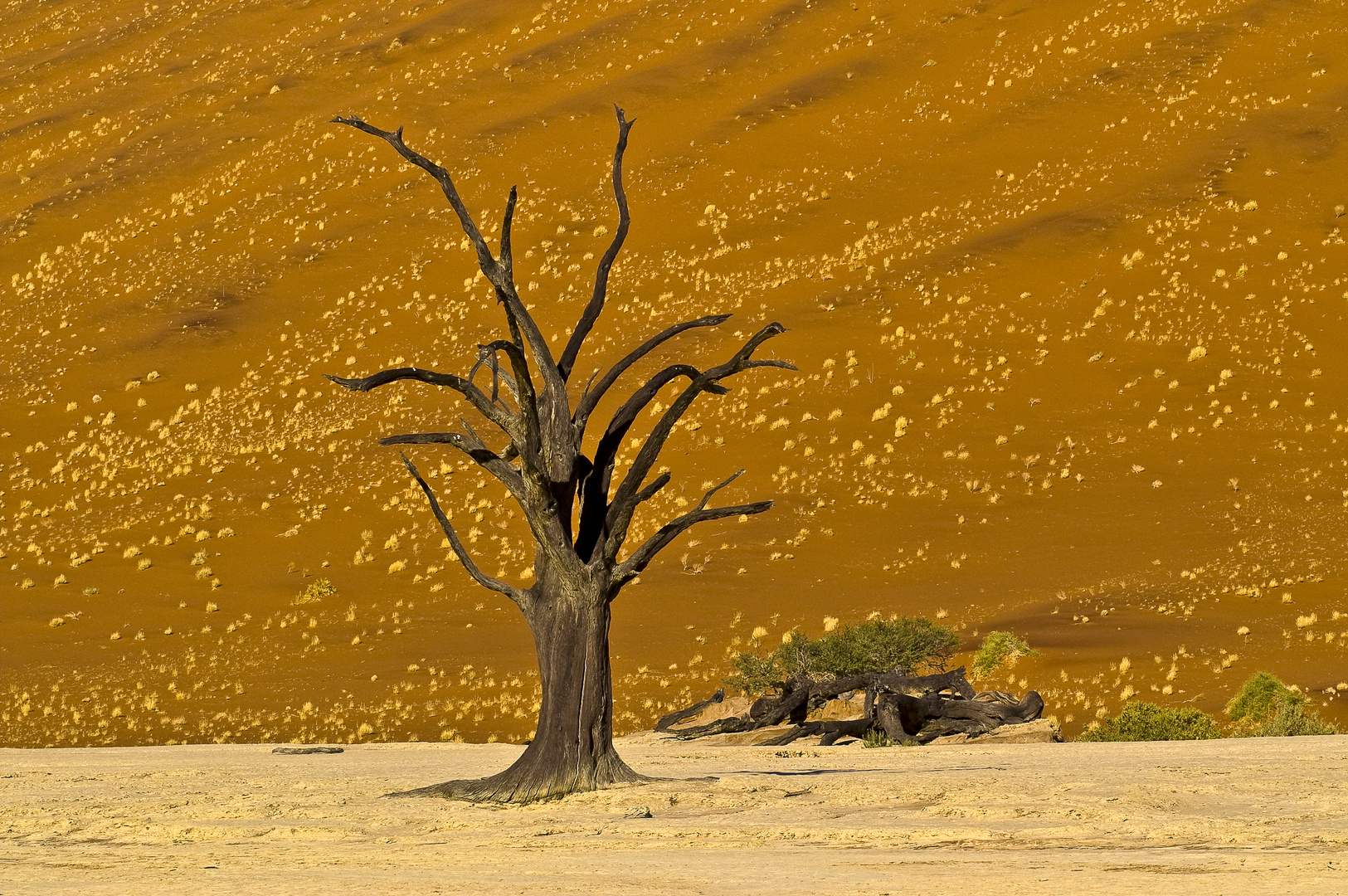 Im Deadvlei (Namib)