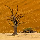 Im Deadvlei (Namib)