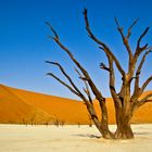 Im Deadvlei (Namib) 2