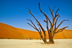 Im Deadvlei (Namib) 2