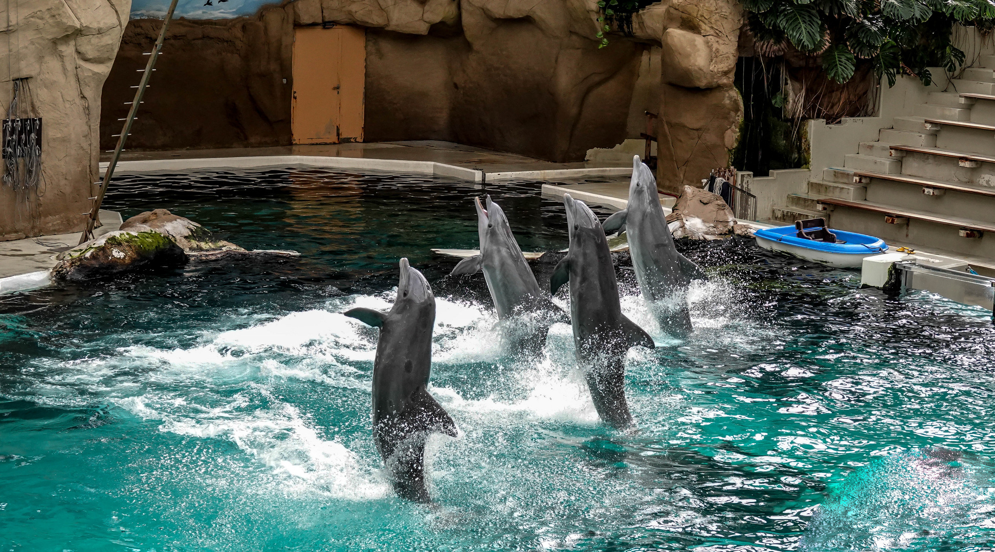 Im Delfinarium (01) Foto &amp; Bild | natur, zoo, tiere Bilder auf ...