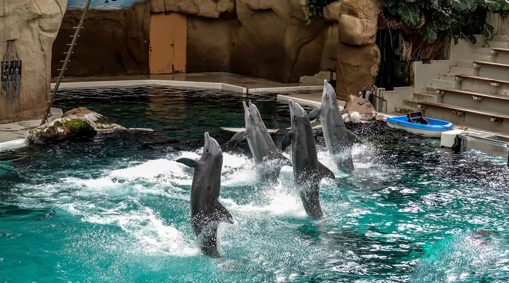 Im Delfinarium (01) Foto & Bild | natur, zoo, tiere Bilder auf ...