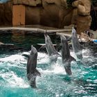 Im Delfinarium (01)