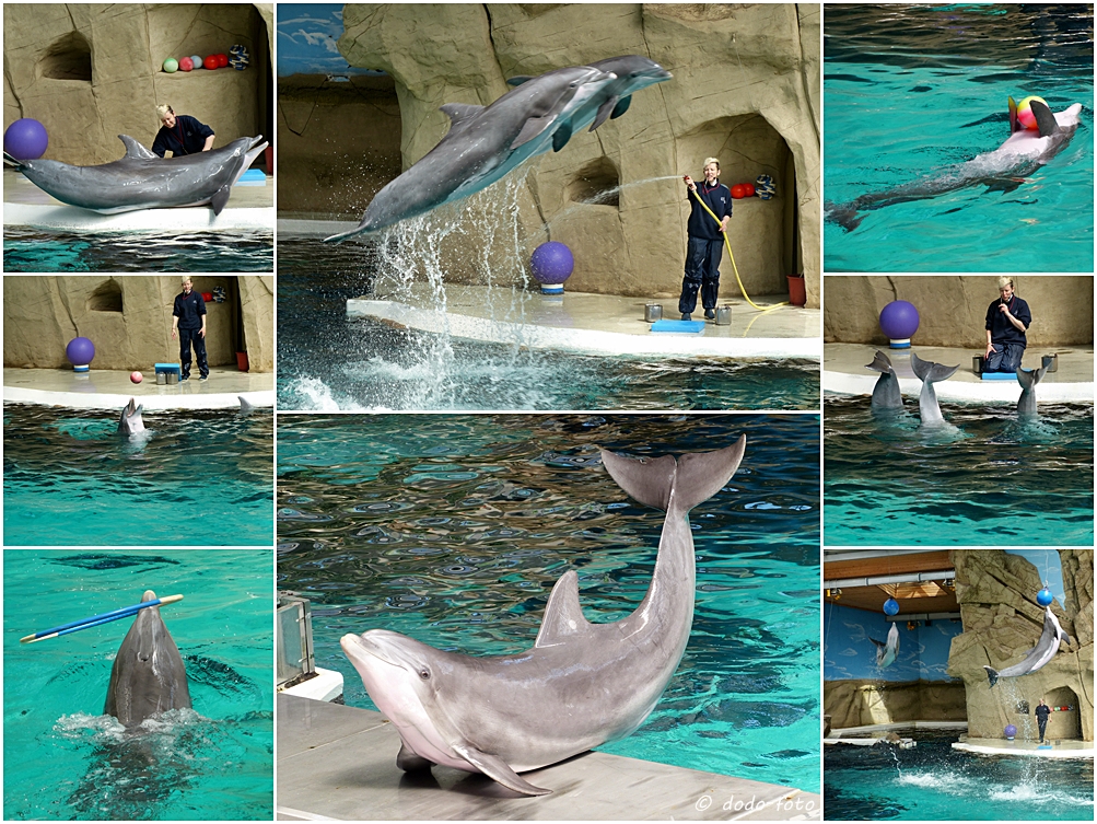 im Delfinarium