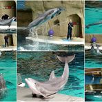 im Delfinarium