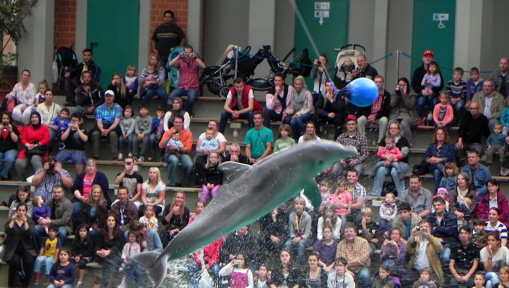 Im Delfinarium des Duisburger Zoos