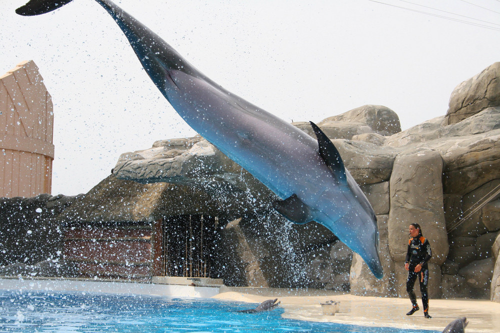 im Delphinarium im Gardaland