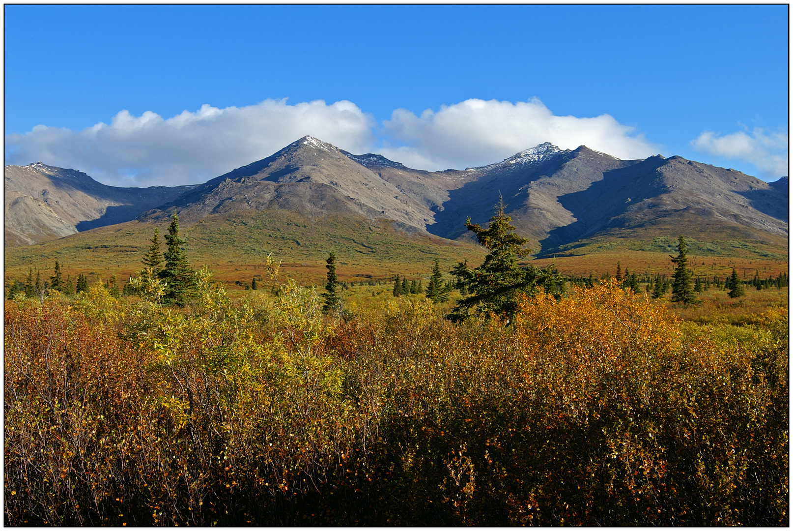 Im Denali National Park