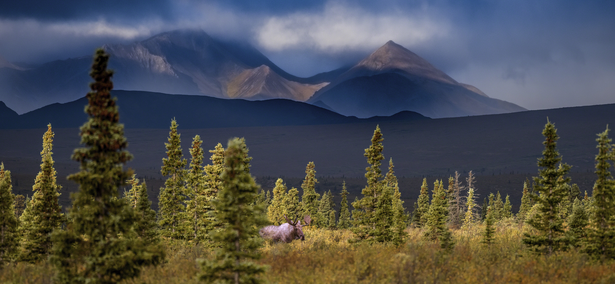 Im Denali-Nationalpark in Alaska....