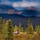 Im Denali-Nationalpark in Alaska....