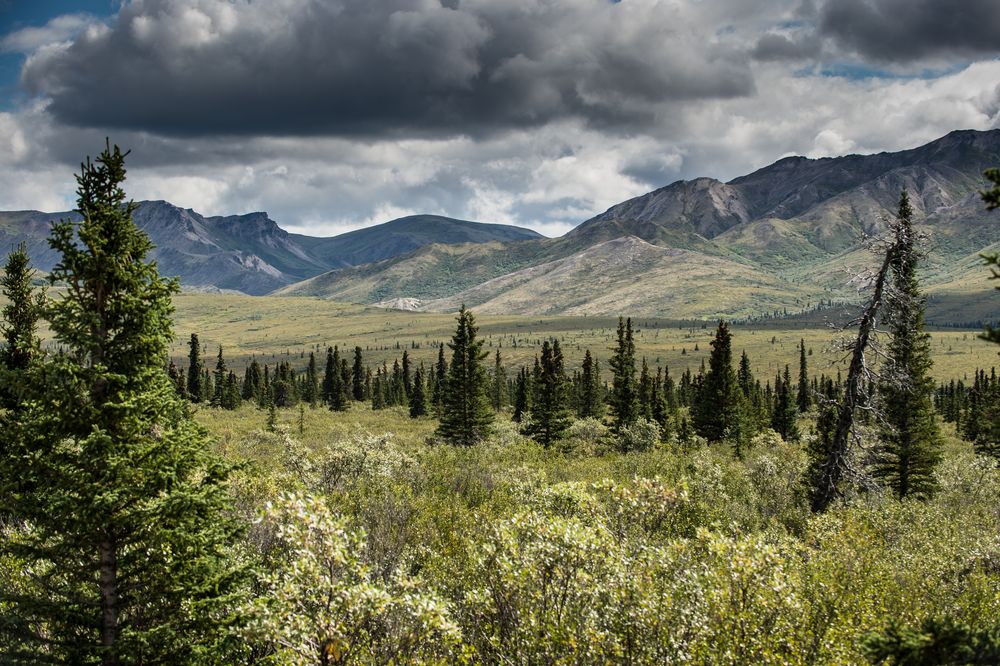 Im Denali NP Alaska  DSC_0013