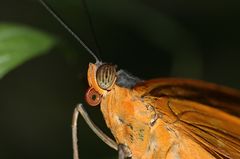 im Detail