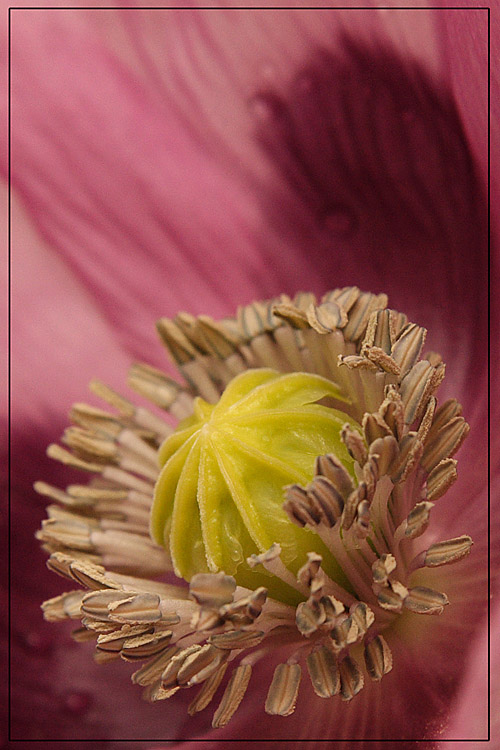 im detail... Papaver somniferum