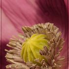 im detail... Papaver somniferum