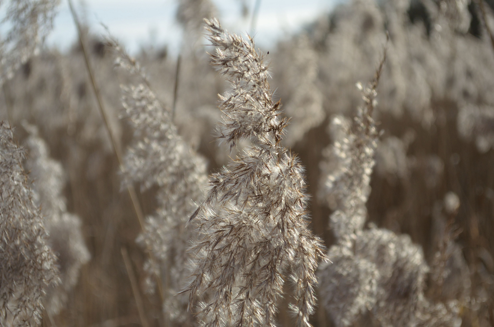 Im Dezember am Reinheimer Teich