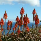 Im Dezember auf Madeira