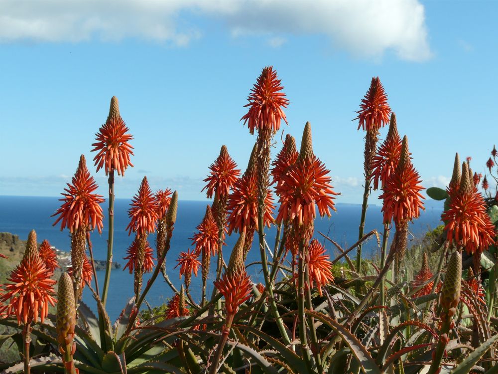 Im Dezember auf Madeira