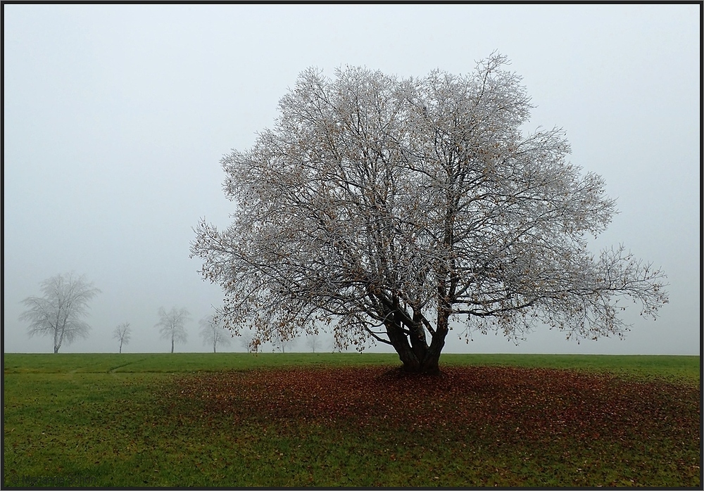 Im Dezembernebel...