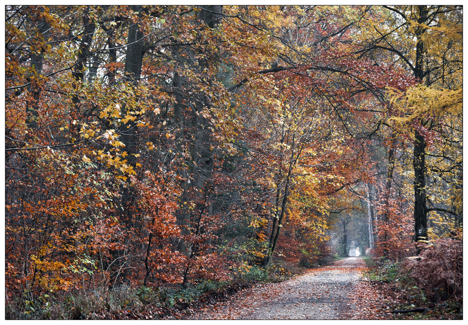 Im Dezemberwald