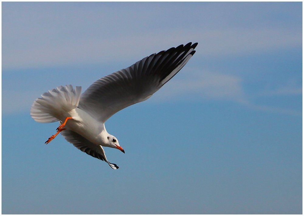 ... im Diagonalflug ... / ... en vol diagonale ...